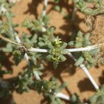 Nucularia perrinii Hoja