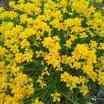 Genista sagittalis Hoja