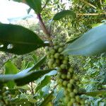 Rapanea melanophloeos Fruit