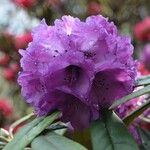 Rhododendron niveum Fleur