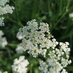 Chaerophyllum hirsutum Квітка