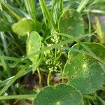 Hydrocotyle bonariensis 花