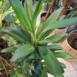 Cordyline stricta Лист