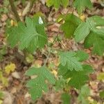 Crataegus rhipidophyllaFuelha