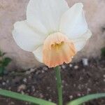 Narcissus cantabricus Flor
