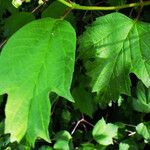 Viburnum sargentii Leaf