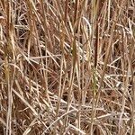 Typha domingensis Flor