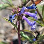 Penstemon procerus Fula