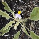 Solanum incanum Leaf