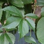 Parthenocissus quinquefolia Foglia