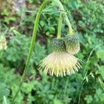 Cirsium erisithales Blomma