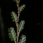 Nothofagus pumilio Bark