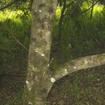 Vochysia ferruginea Bark