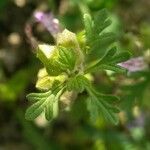 Teucrium botrys ഇല