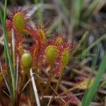 Drosera × obovata ശീലം