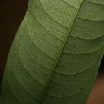 Lecythis idatimon Leaf