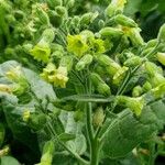 Nicotiana rustica Кветка