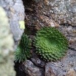 Saxifraga florulenta Blad