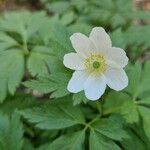 Anemonoides ranunculoidesFlower