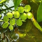 Salvinia molesta Ліст