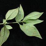 Leptodermis kumaonensis Habit