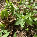 Galium circaezans Leaf