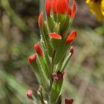 Castilleja minor Kukka