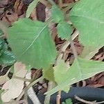 Pogostemon cablin Leaf