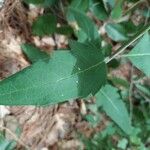 Silphium asteriscus Leaf