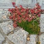 Sedum rubens Hoja