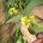 Polystachya nyanzensis Flower