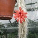 Cleistocactus winteri Λουλούδι