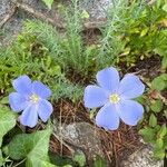 Linum alpinumFleur