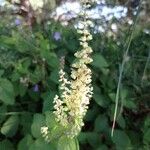 Teucrium scorodoniaFlower