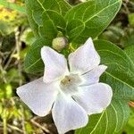 Vinca difformis Flower