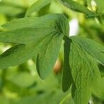 Lamprocapnos spectabilis Leaf