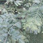 Metasequoia glyptostroboides ഇല