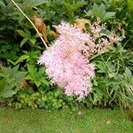 Filipendula rubra Flor