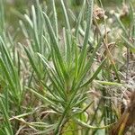 Plantago sempervirens Leaf