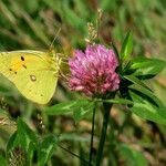 Trifolium pratense Квітка