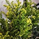 Solidago rugosaFlower