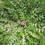 Cirsium acaulon 葉