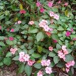 Impatiens flaccidaΛουλούδι