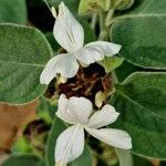 Barleria albostellata Liść