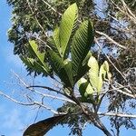 Inga spectabilis Blatt