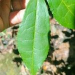 Camellia sinensis Fulla
