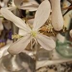 Clematis armandi Flor