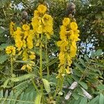 Senna didymobotryaBlüte