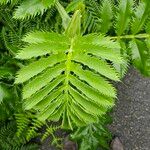 Melianthus major叶