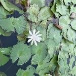 Nymphaea lotus 花